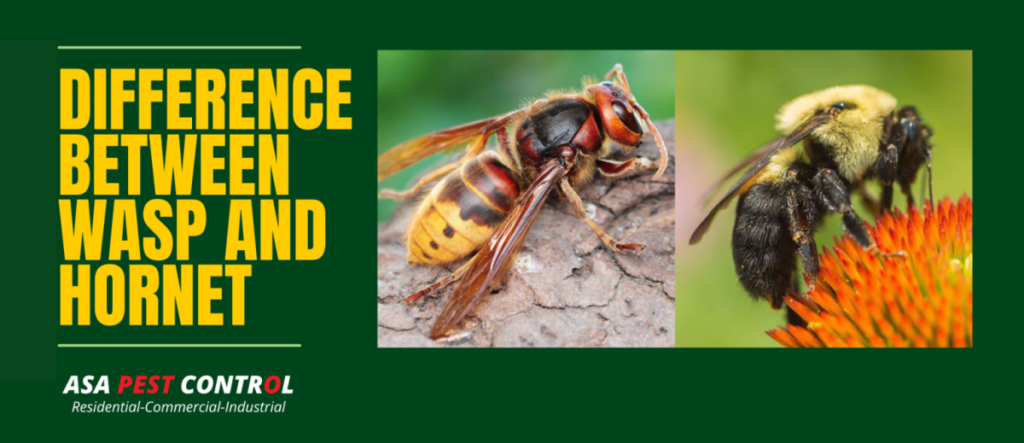 difference between hornets and wasps