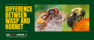 difference between hornets and wasps