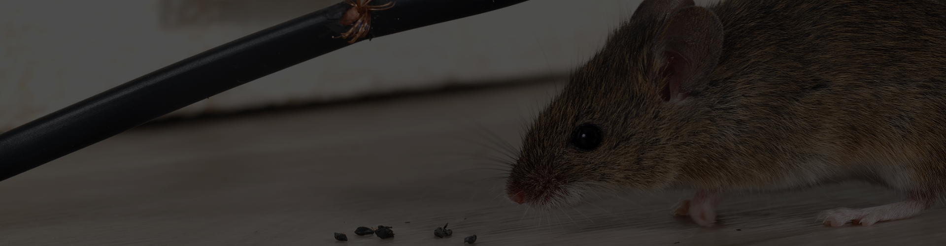 ASA Pest Control Saskatoon