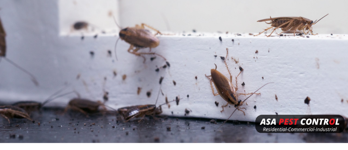 The Health Risks You Never Knew About Pest Infestations