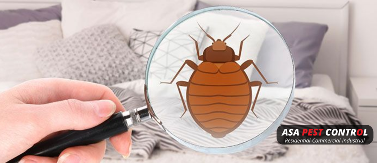 List of Some Key Facts About Bed Bugs