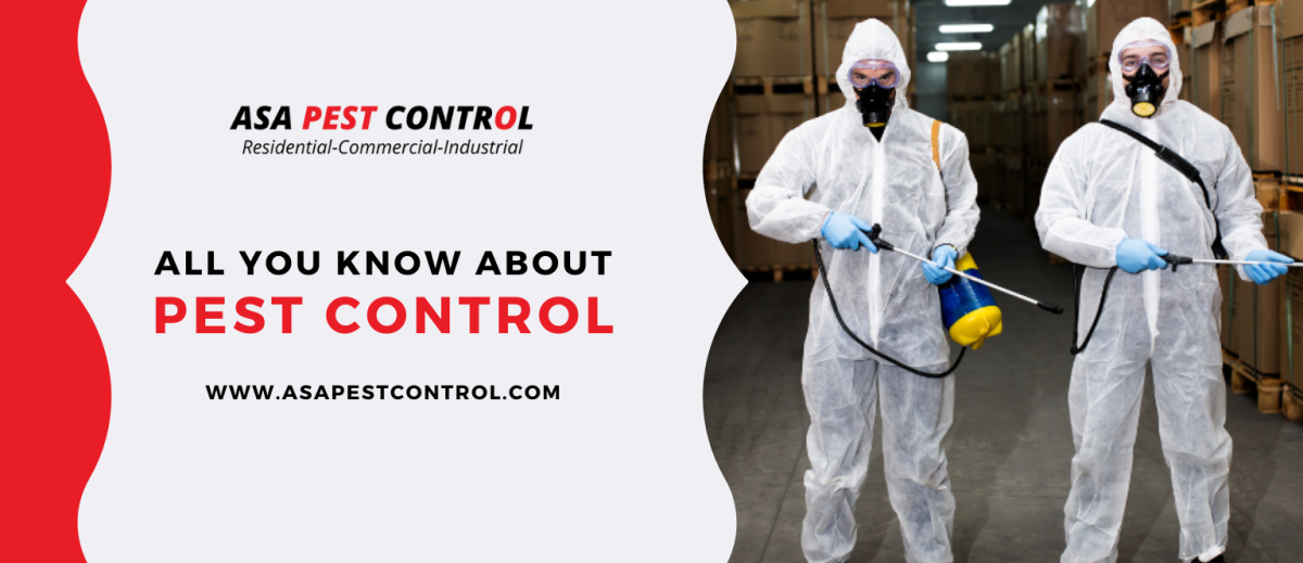 All You Know About Pest Control & Removal Services