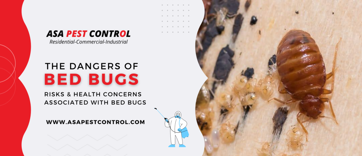 The Dangers of Bed Bugs – Risks & Health Concerns Associated with Bed Bugs