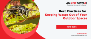 Best-Practices-for-Keeping-Wasps-Out-of-Your-Outdoor-Spaces-Agency-1200x519