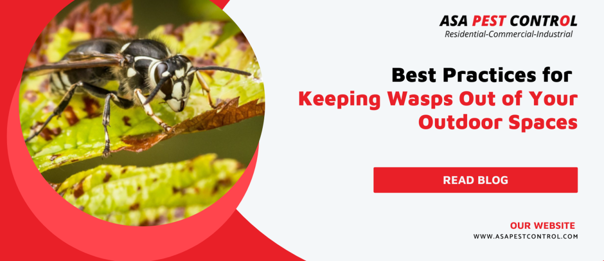 Best-Practices-for-Keeping-Wasps-Out-of-Your-Outdoor-Spaces-Agency-1200x519