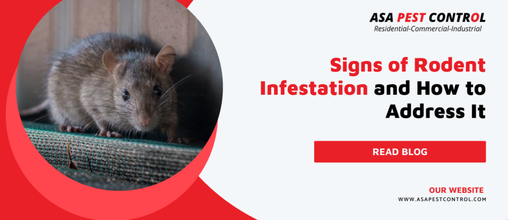 signs-of-rodent-infestation