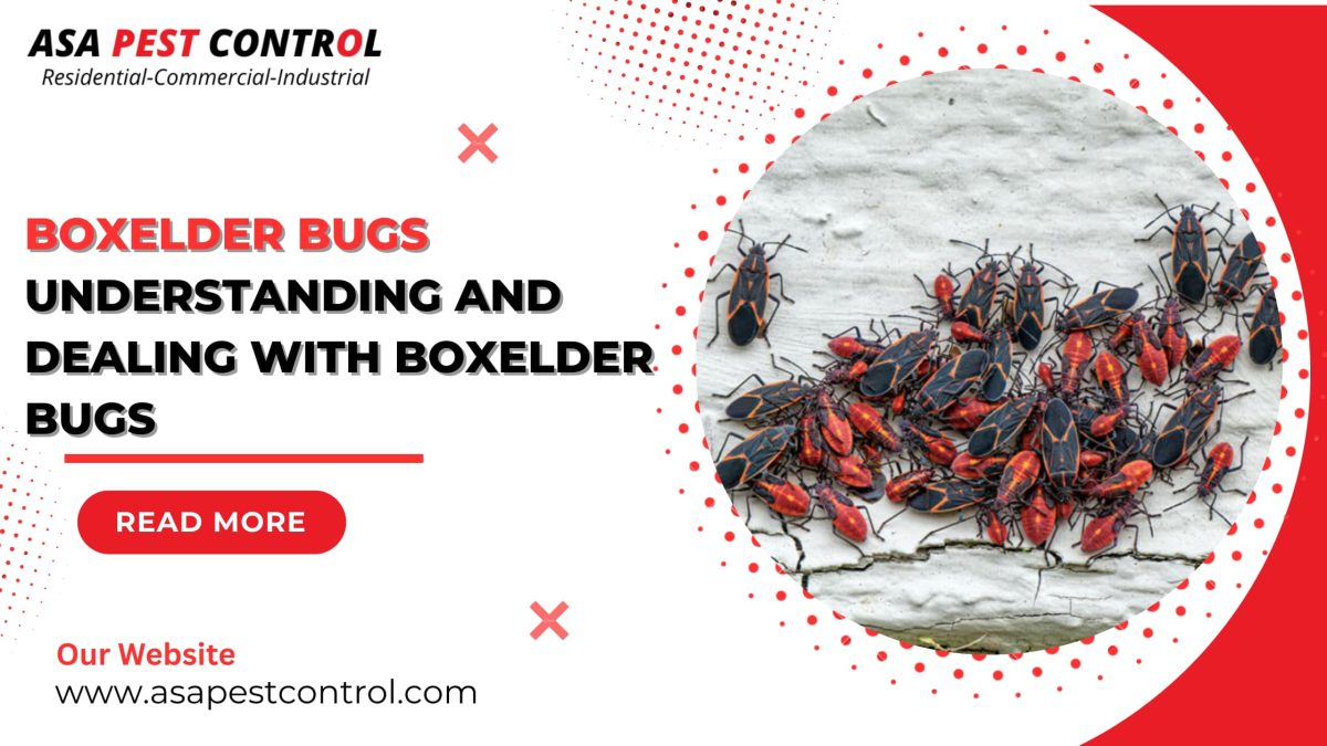 How to Get Rid of Boxelder Bugs in House: Simple Guide (2025)