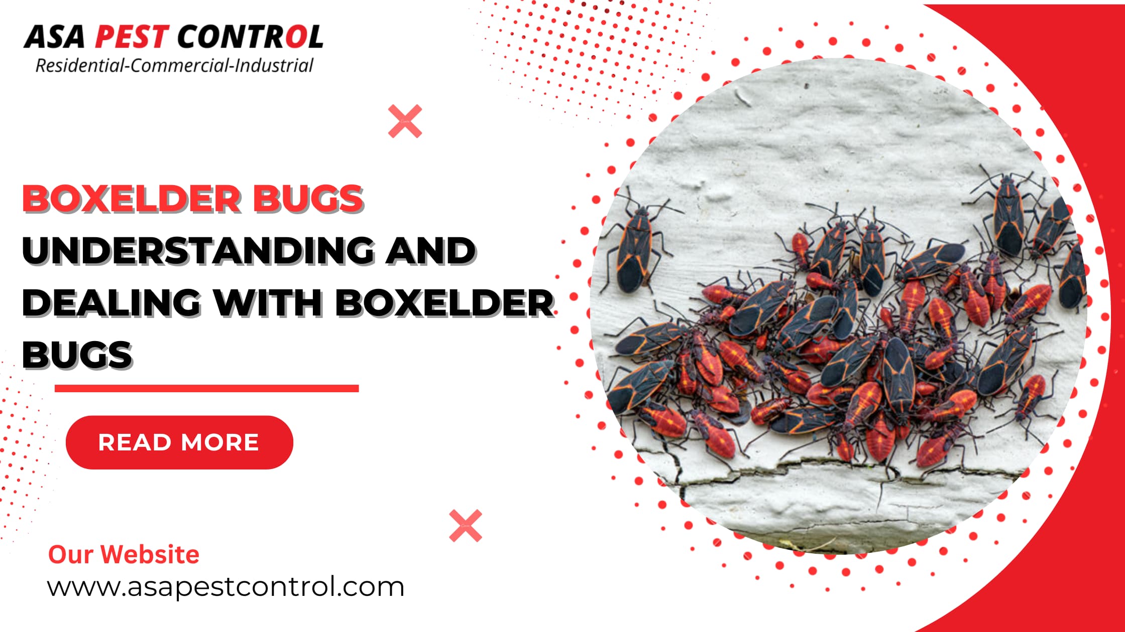 Boxelder Bugs - understanding and dealing with Boxelder Bug