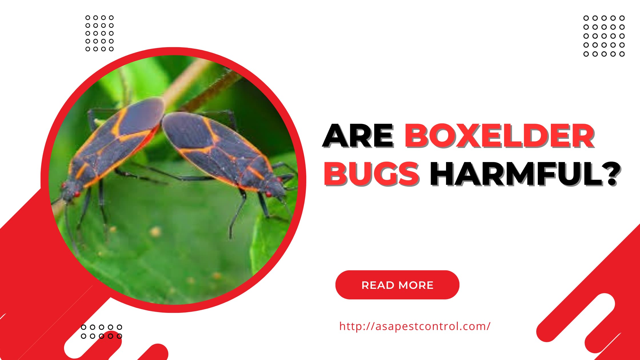 are boxelder bugs harmful