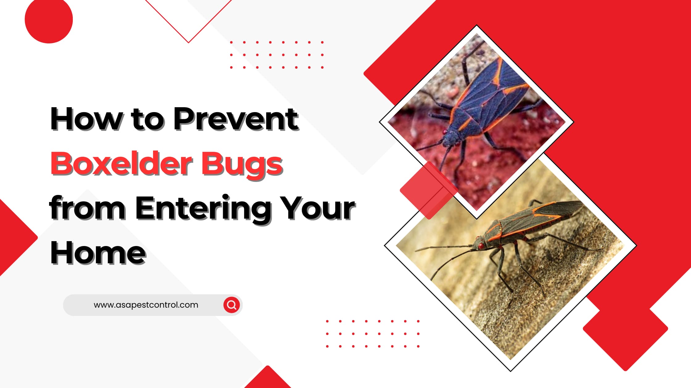 how to prevent boxelder bugs
