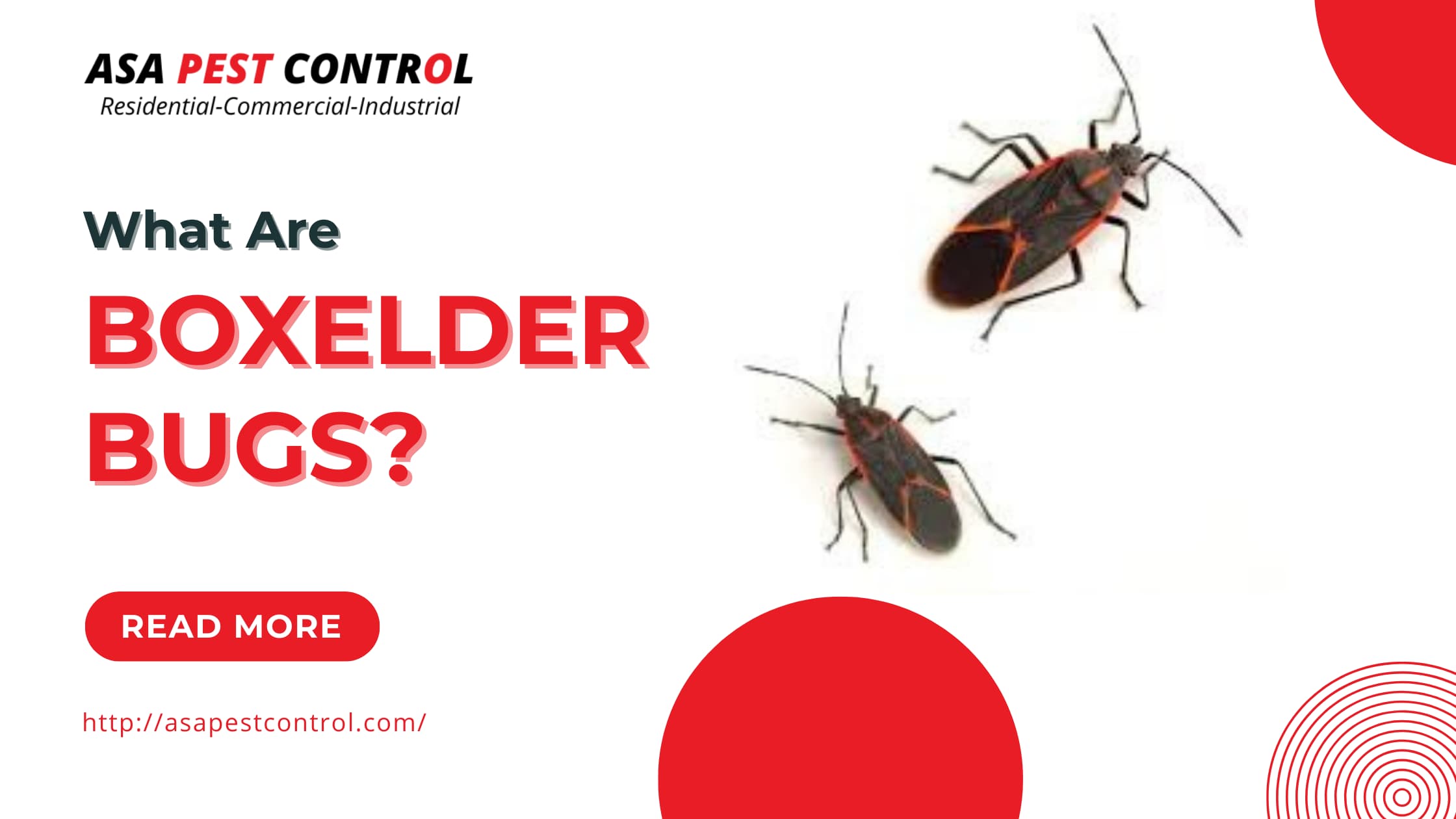 what are boxelder bugs