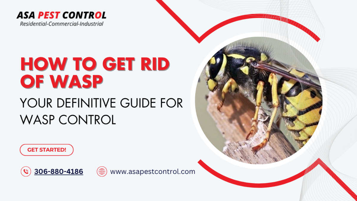 Get Rid of Wasps: Safe & Effective Wasp Control Guide