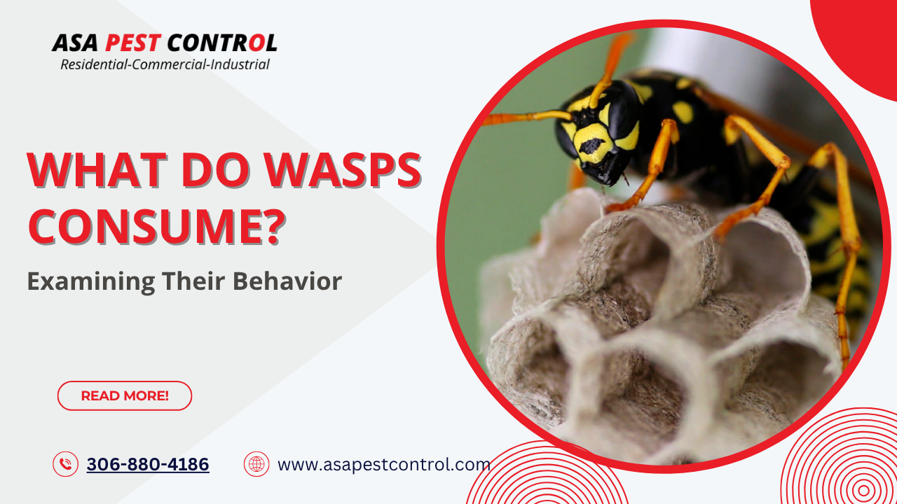 Wasp nest removal to get rid of wasps safely