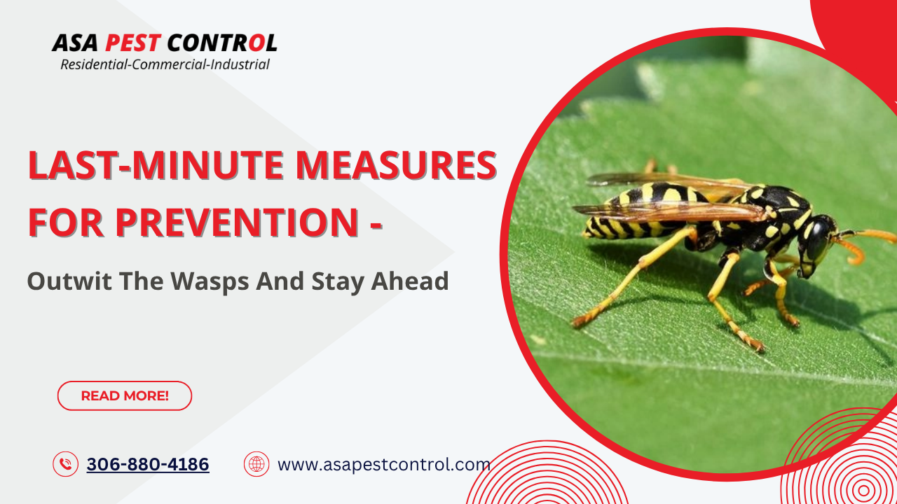Natural plants to get rid of wasps from your garden