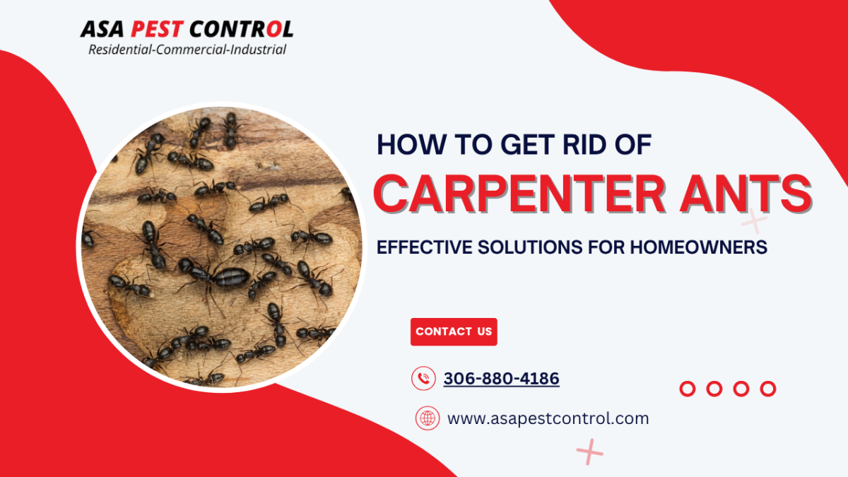 How to Get Rid of Carpenter Ants