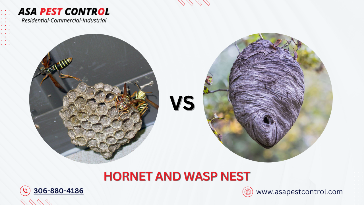 hornet and wasps nest