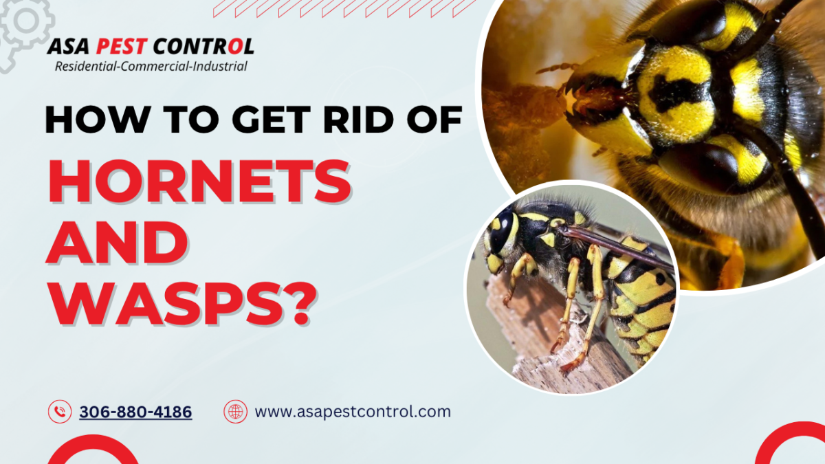 How to Get Rid of Hornets and Wasps?