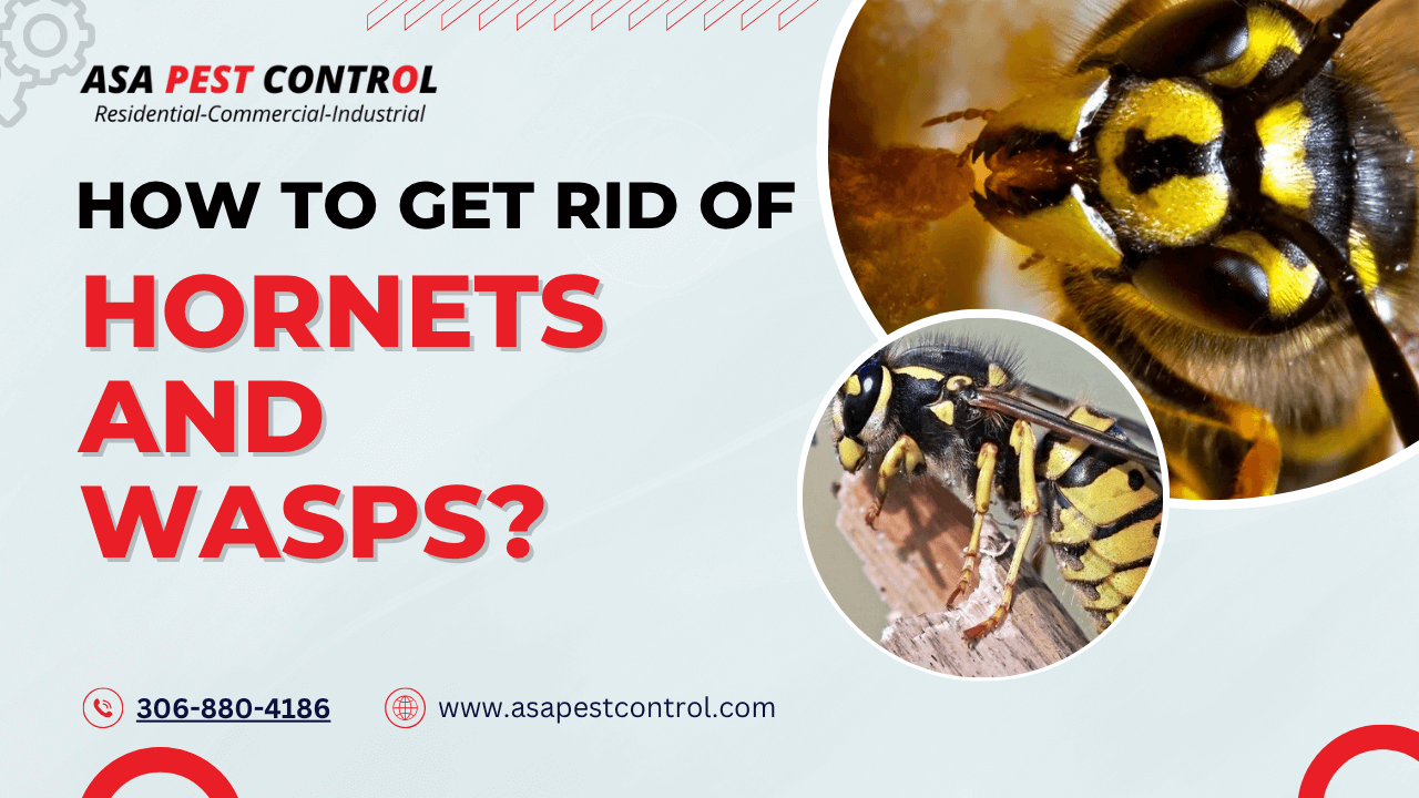 how to get rid of hornet and wasps
