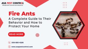Fire Ants Identification, Behavior, and How to Protect Your Home