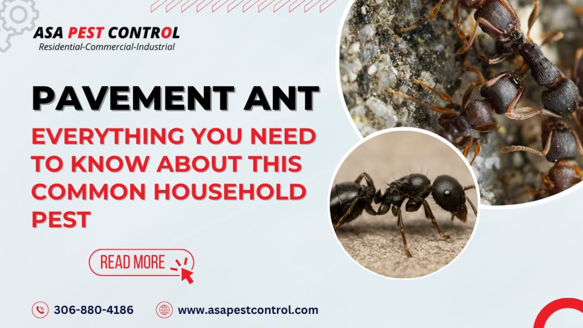 Pavement Ant: Everything You Need to Know About This Common Household Pest