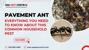 Pavement Ant: Everything You Need to Know About This Common Household Pest