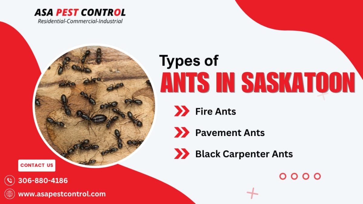 Types of Ants in Saskatoon: What You Need to Know