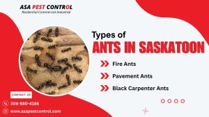 Types of Ants in Saskatoon: What You Need to Know
