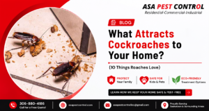 What Attracts Cockroaches to Your Home? 10 Things Roaches Love