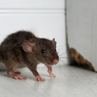 How ASA Pest Control Handles Rodent Infestations