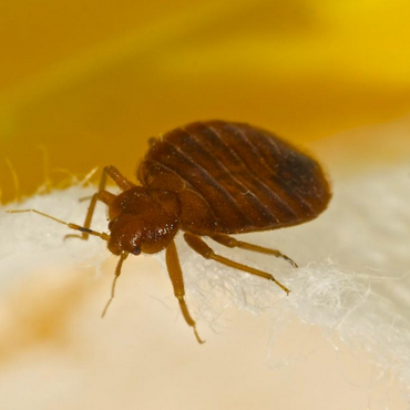 bed bugs control saskatoon
