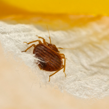 bed bugs in saskatoon