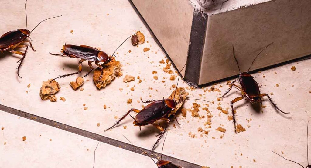 cockroaches control services in saskatoon