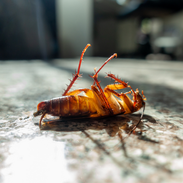 cockroaches in Saskatoon and types
