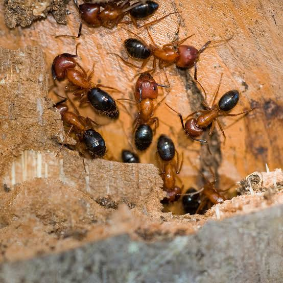 common ants in saskatoon