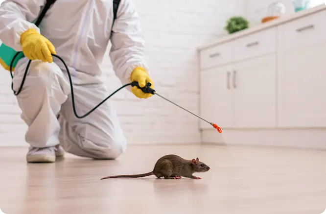 mice control services in Saskatoon